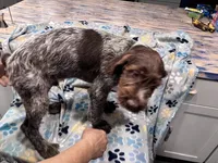 Purple collar, a male Wirehaired Pointing Griffon for sale in Henderson, TX – 3 of 4