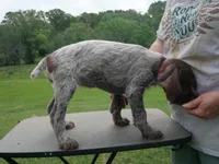 Pink collar, a female Wirehaired Pointing Griffon for sale in Henderson, TX – Photo 3 of 3