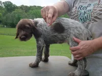 Pink collar, a female Wirehaired Pointing Griffon for sale in Henderson, TX – Photo 2 of 3