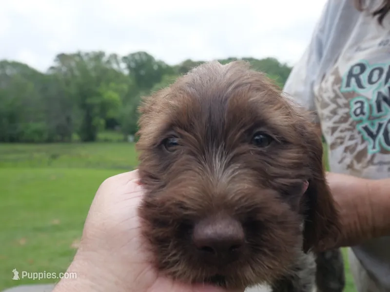 Pink collar – Wirehaired Pointing Griffon puppy for sale in Henderson, TX