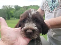 green collar, a female Wirehaired Pointing Griffon for sale in Henderson, TX – Photo 1 of 3