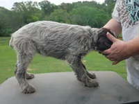green collar, a female Wirehaired Pointing Griffon for sale in Henderson, TX – Photo 3 of 3