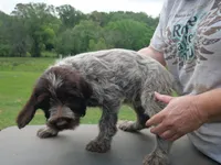 green collar, a female Wirehaired Pointing Griffon for sale in Henderson, TX – Photo 2 of 3
