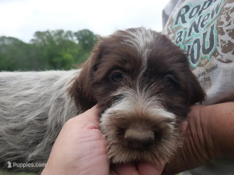 Orange collar – Wirehaired Pointing Griffon puppy for sale in Henderson, TX