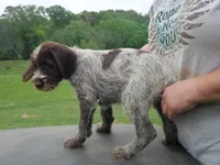 Orange collar, a male Wirehaired Pointing Griffon for sale in Henderson, TX – Photo 3 of 3