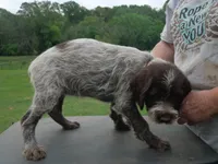 Orange collar, a male Wirehaired Pointing Griffon for sale in Henderson, TX – Photo 2 of 3