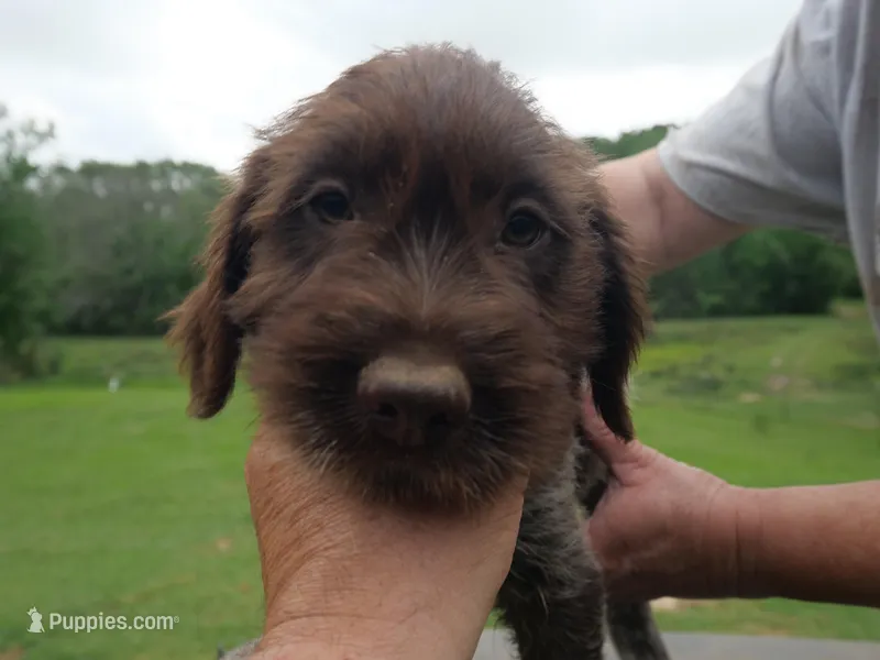red collar – Wirehaired Pointing Griffon puppy for sale in Henderson, TX