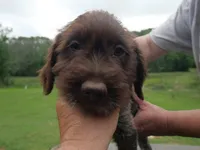 red collar, a male Wirehaired Pointing Griffon for sale in Henderson, TX – Photo 1 of 3