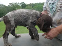 red collar, a male Wirehaired Pointing Griffon for sale in Henderson, TX – Photo 3 of 3