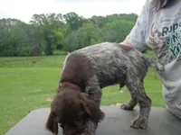 red collar, a male Wirehaired Pointing Griffon for sale in Henderson, TX – Photo 2 of 3