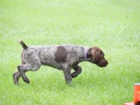 Purple collar, a male Wirehaired Pointing Griffon for sale in Henderson, TX – 1 of 4