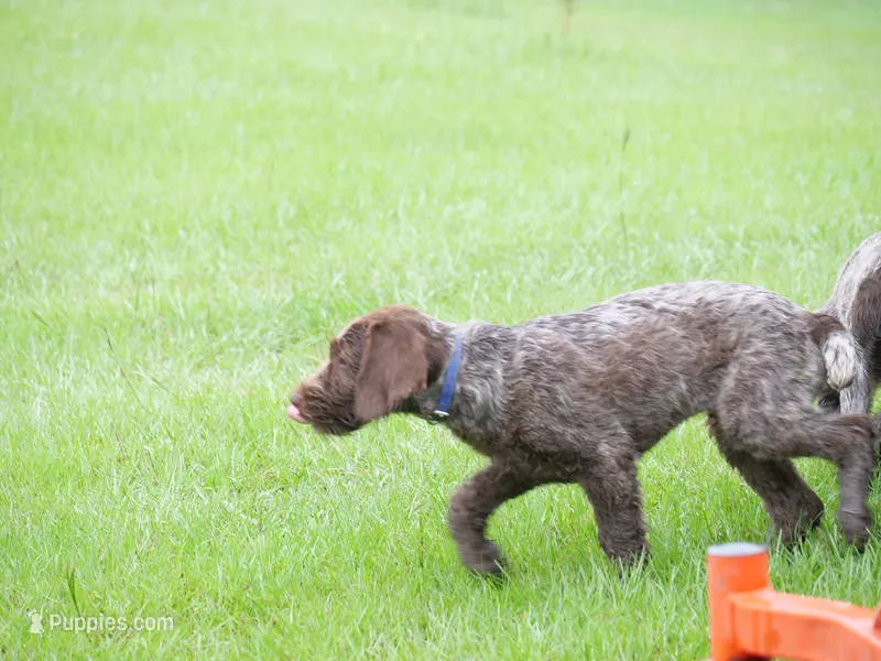 Blue collar – Wirehaired Pointing Griffon puppy for sale in Henderson, TX