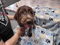 Purple collar, a male Wirehaired Pointing Griffon for sale in Henderson, TX – 2 of 4