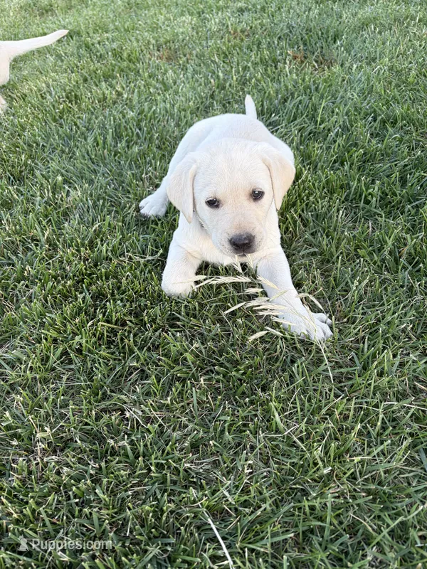 Black – Labrador Retriever puppy for sale in Inwood, IA