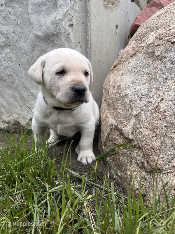 Black – Labrador Retriever puppy for sale in Inwood, IA