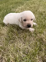 Dark Green, a male Labrador Retriever for sale in Inwood, IA – 4 of 4