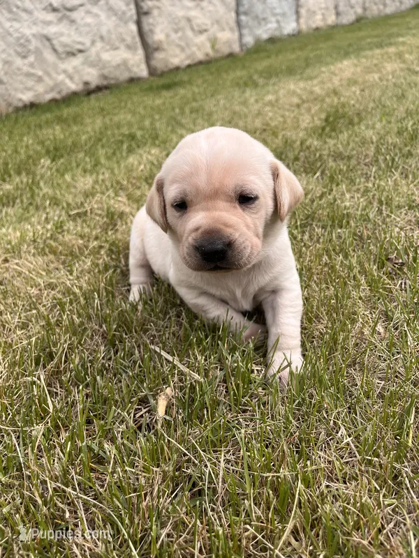 Orange – Labrador Retriever puppy for sale in Inwood, IA