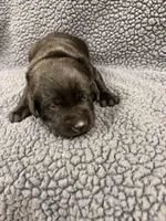 Light Blue, a male Labrador Retriever for sale in Inwood, IA – 2 of 4