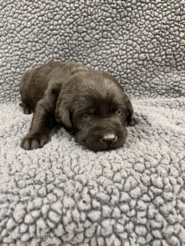 Light Blue – Labrador Retriever puppy for sale in Inwood, IA
