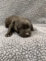 Light Blue, a male Labrador Retriever for sale in Inwood, IA – 1 of 4