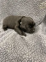 Light Blue, a male Labrador Retriever for sale in Inwood, IA – 4 of 4
