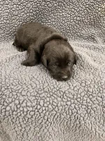 Light Blue, a male Labrador Retriever for sale in Inwood, IA – 3 of 4