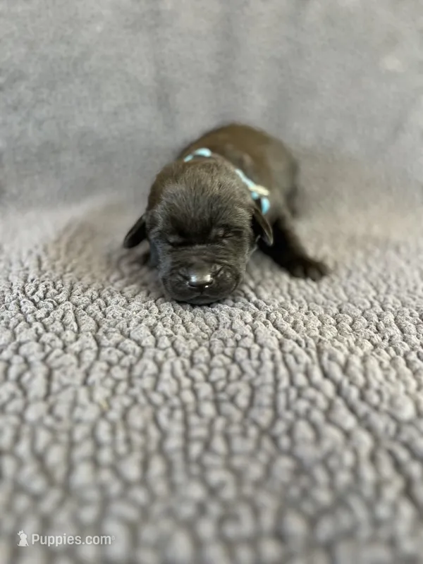 Stuart – Labrador Retriever puppy for sale in Inwood, IA