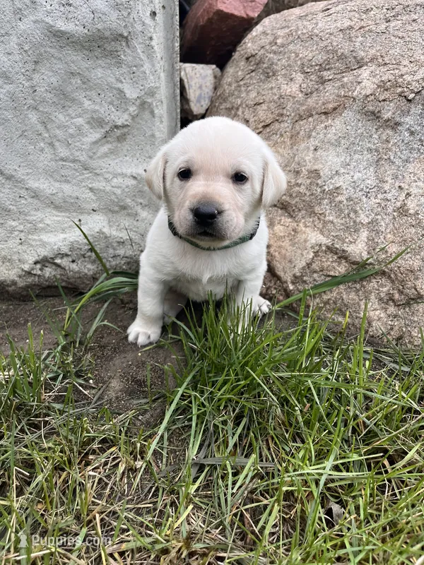 Dark Green – Labrador Retriever puppy for sale in Inwood, IA