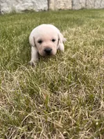 Dark Green, a male Labrador Retriever for sale in Inwood, IA – 2 of 4