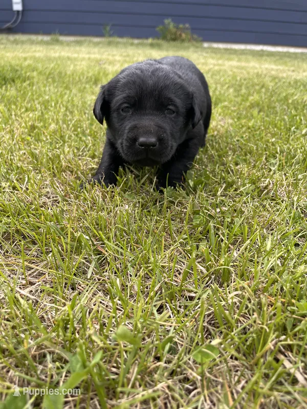 Light Blue – Labrador Retriever puppy for sale in Inwood, IA