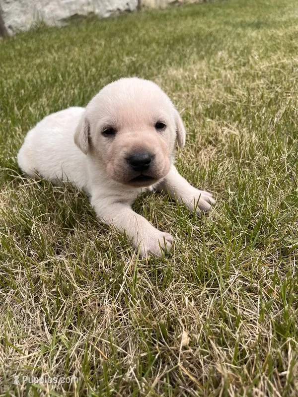 Dark Green – Labrador Retriever puppy for sale in Inwood, IA