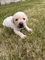 Dark Green, a male Labrador Retriever for sale in Inwood, IA – 1 of 4