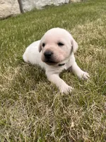 Dark Green, a male Labrador Retriever for sale in Inwood, IA – 3 of 4