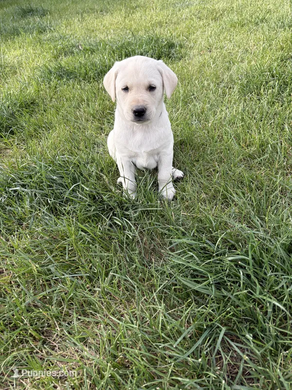 Black – Labrador Retriever puppy for sale in Inwood, IA