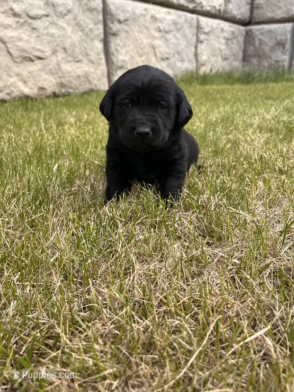 Lime Green – Labrador Retriever puppy for sale in Inwood, IA
