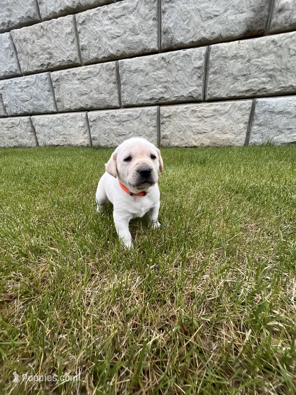 Orange – Labrador Retriever puppy for sale in Inwood, IA