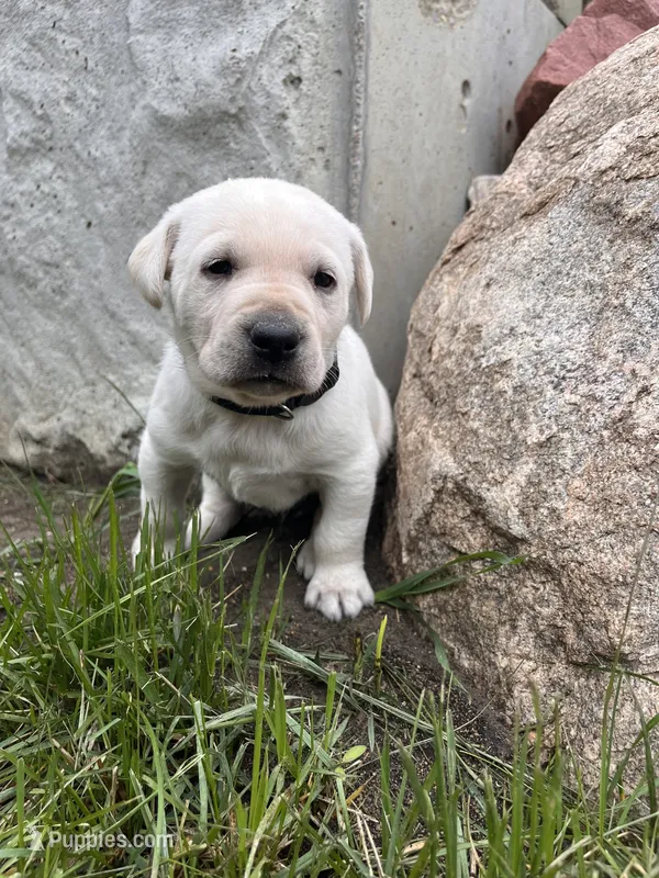 Black – Labrador Retriever puppy for sale in Inwood, IA