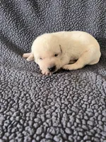 Light Green, a male Labrador Retriever for sale in Inwood, IA – 3 of 3