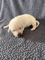 Light Green, a male Labrador Retriever for sale in Inwood, IA – 2 of 3