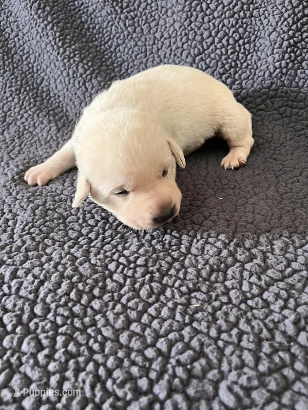 Hank – Labrador Retriever puppy for sale in Inwood, IA