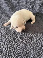 Light Green, a male Labrador Retriever for sale in Inwood, IA – 1 of 3