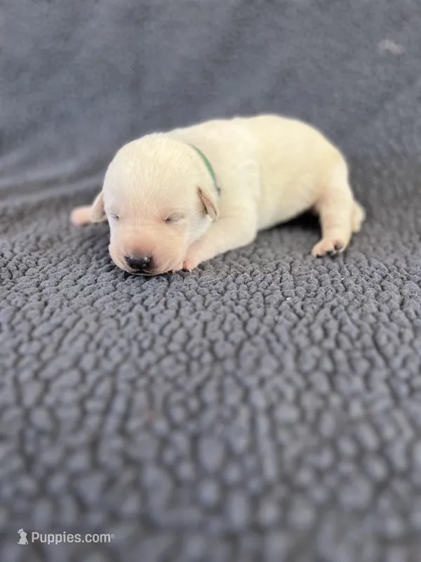 Hank – Labrador Retriever puppy for sale in Inwood, IA