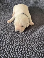 Black, a male Labrador Retriever for sale in Inwood, IA – 2 of 4