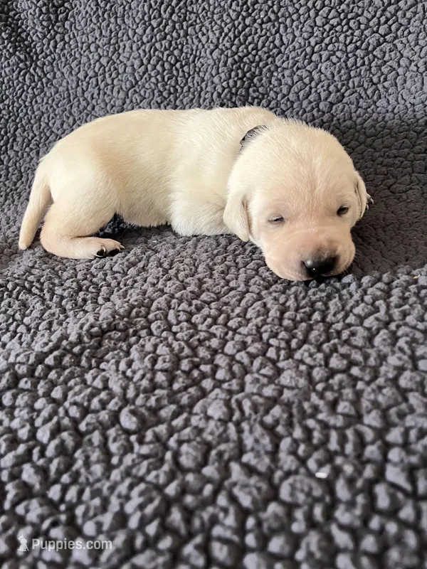 Sam – Labrador Retriever puppy for sale in Inwood, IA