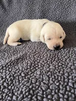 Black, a male Labrador Retriever for sale in Inwood, IA – 1 of 4