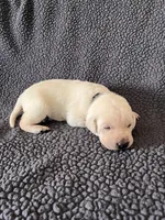 Black, a male Labrador Retriever for sale in Inwood, IA – 4 of 4