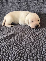 Black, a male Labrador Retriever for sale in Inwood, IA – 3 of 4