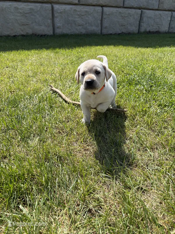Orange – Labrador Retriever puppy for sale in Inwood, IA