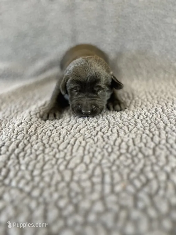 Max – Labrador Retriever puppy for sale in Inwood, IA