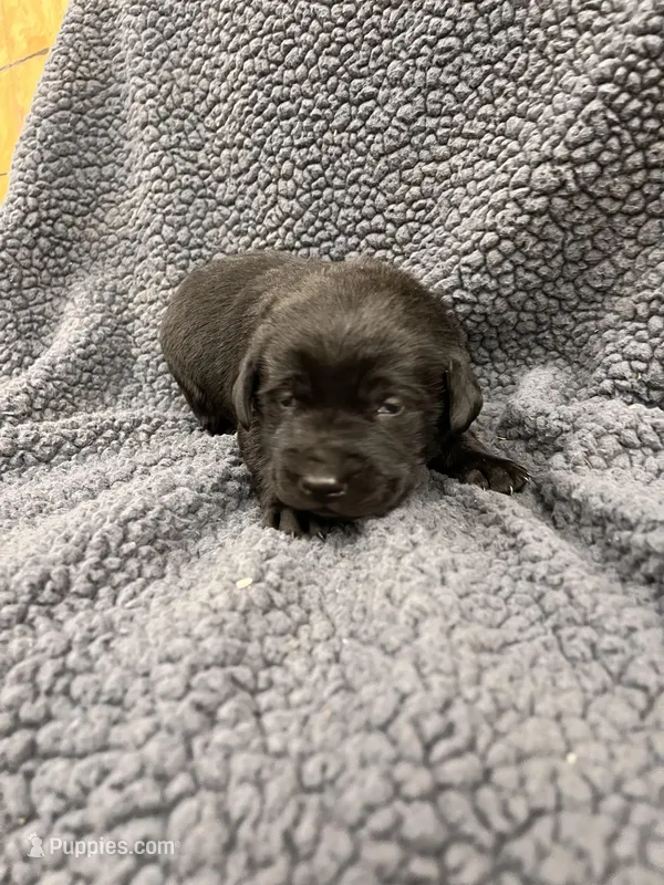 Red – Labrador Retriever puppy for sale in Inwood, IA